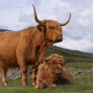 Highland Cow & Calf on a hill top
