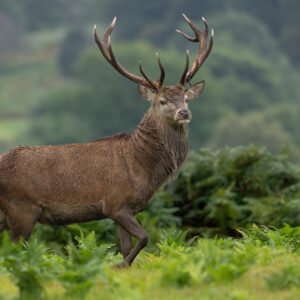 Red Stag marching on