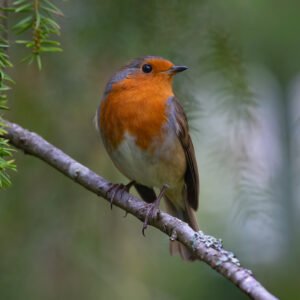 Robin posing in the trees