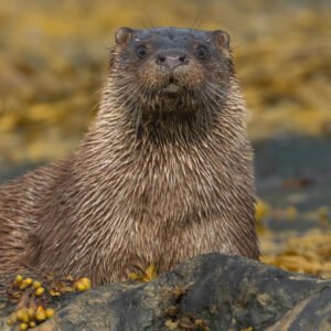 A staring Otter