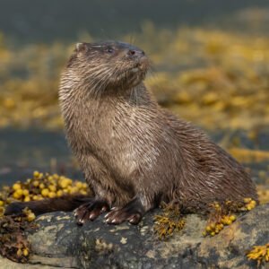 Posing Otter showing its best side