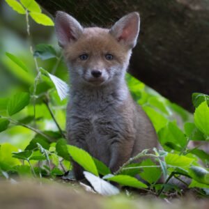 Posing Fox Cub