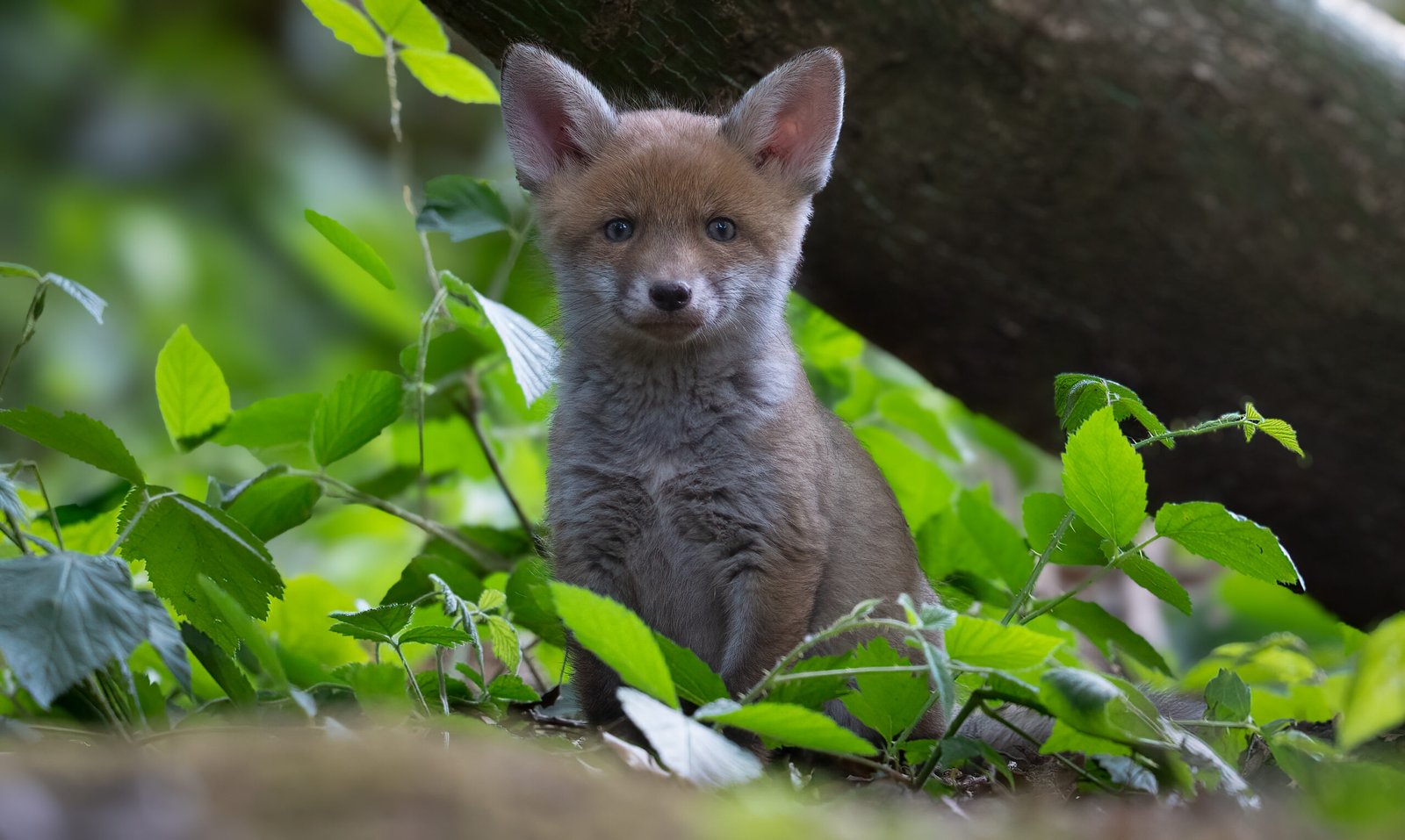 Posing Fox Cub