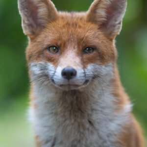 Fox Portrait