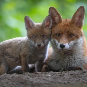 Fox cub and mum