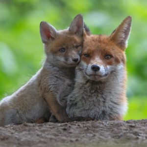 Hugging Foxes