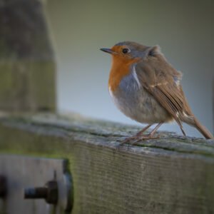 Robin on a gate