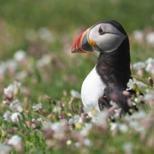 Puffin posing in the colourful flowers