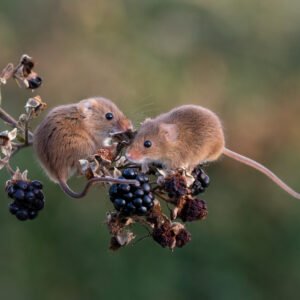 Harvest mice on Berries
