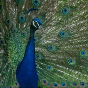 The Peacock