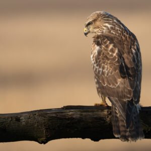Common Buzzard