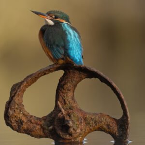 Kingfisher sat on a rusty wheel