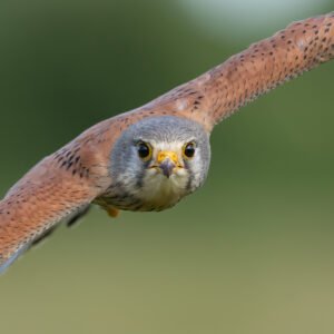 Male Kestrel flying head on