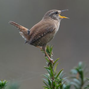 The Singing Wren