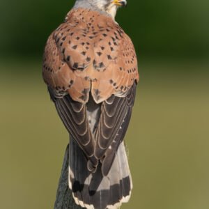Male Kestrel perched on a post