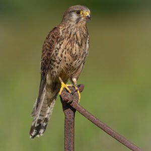 Female Kestrel perched on a rusty fence