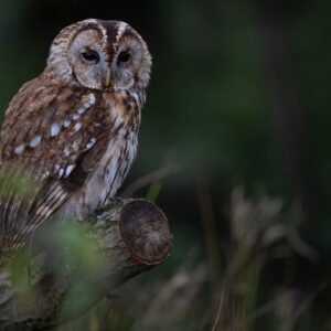 Tawny Owl