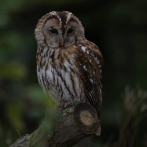 Tawny Owl perched on the hunt
