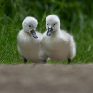 Swan Cygnets