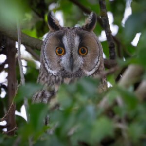 Long Eared Owl
