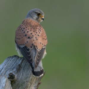 Male Kestrel posing and looking back