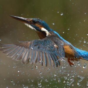 Kingfisher exploding out the water