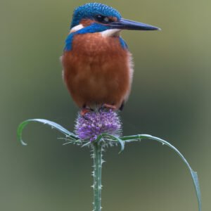 Kingfisher sat on a beautiful purple Teasel