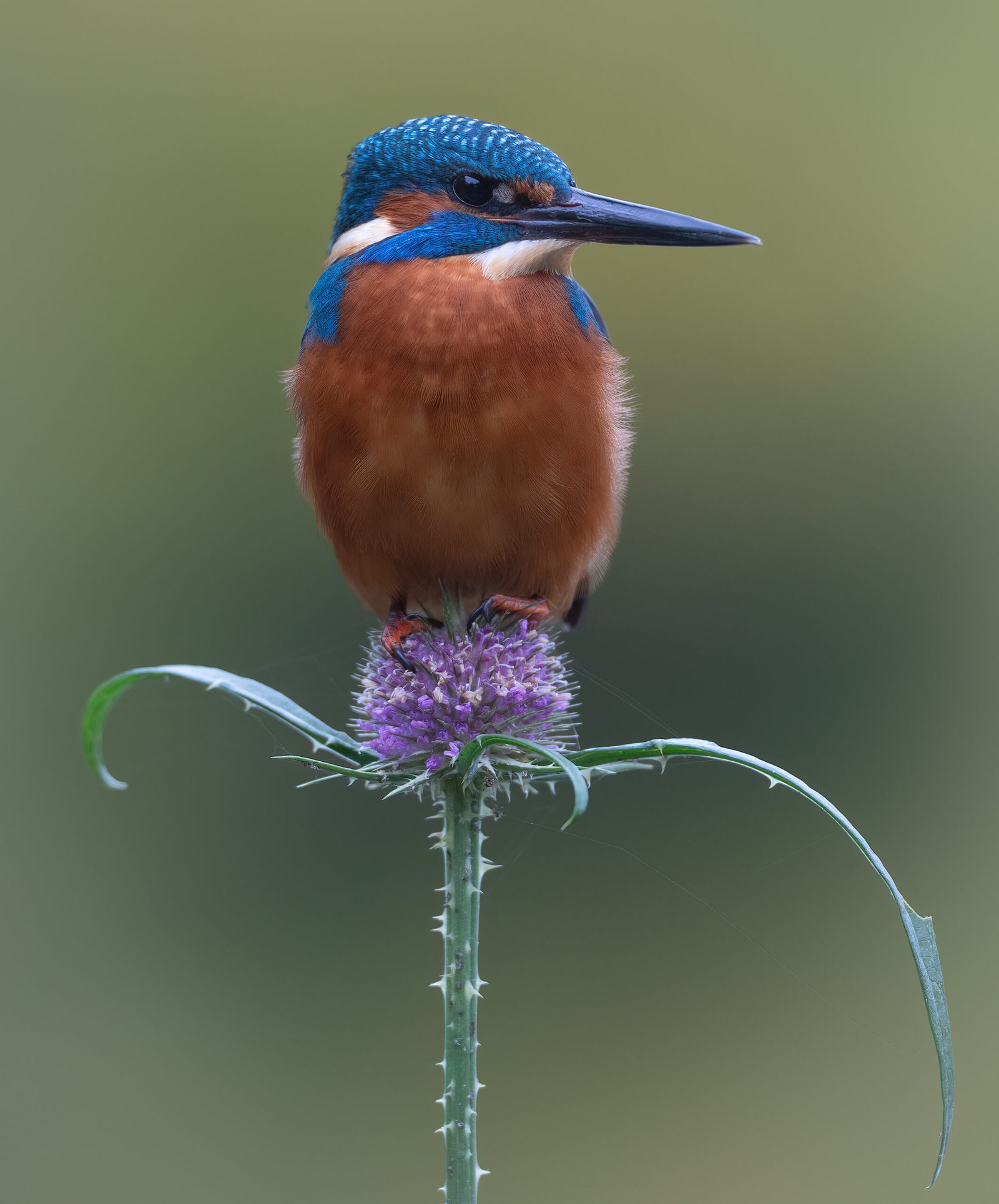 Kingfisher sat on a beautiful purple Teasel