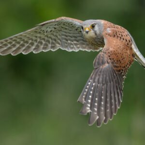 Male Kestrel in flight