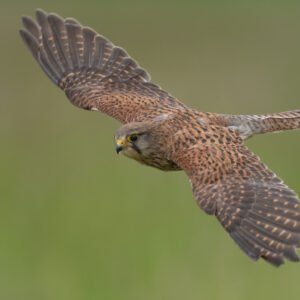 Kestrel in flight