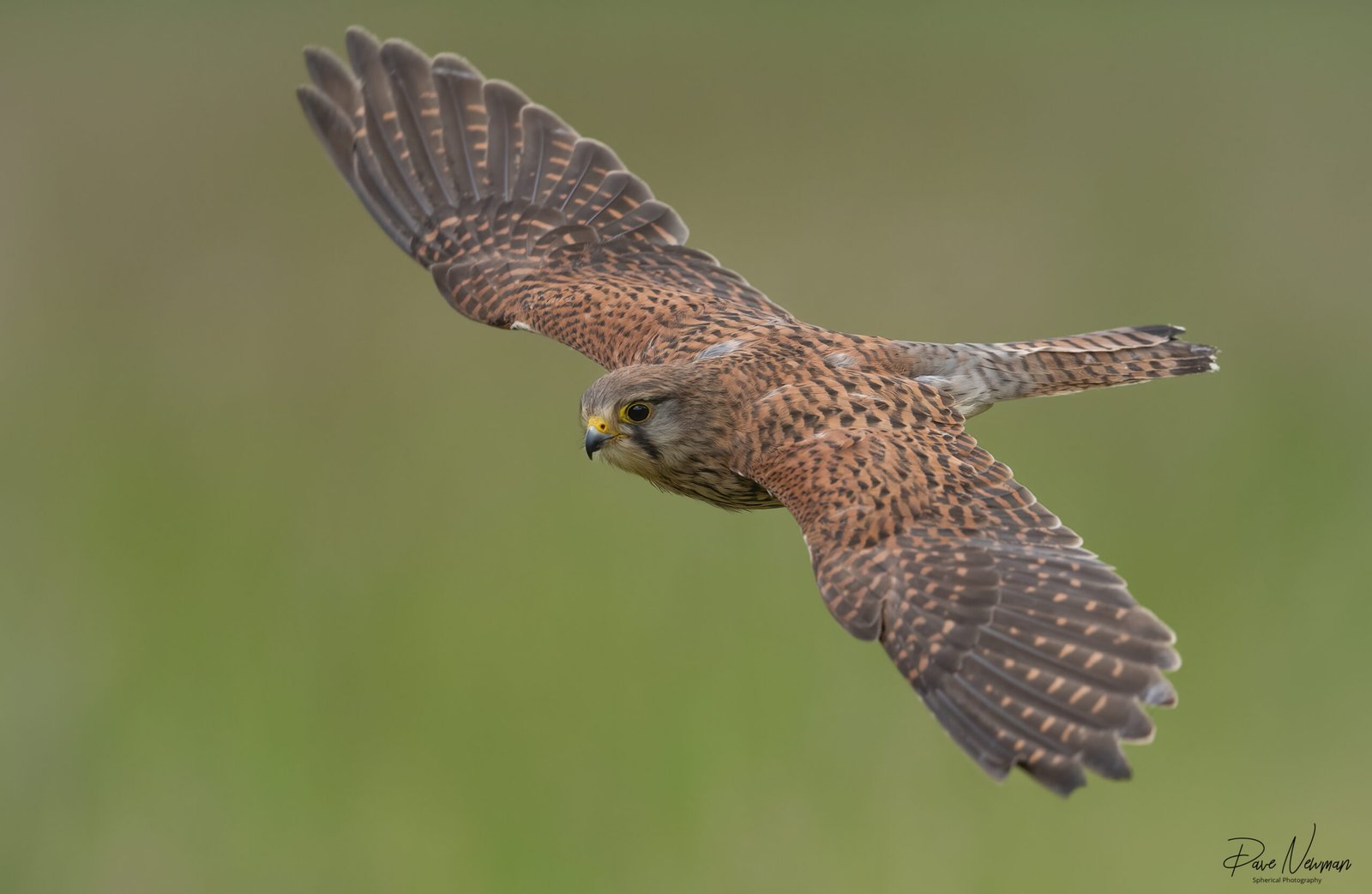 Kestrel in flight