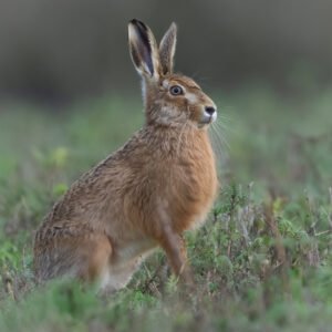 Hare puffing the chest out