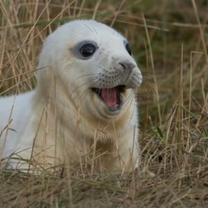 Seal