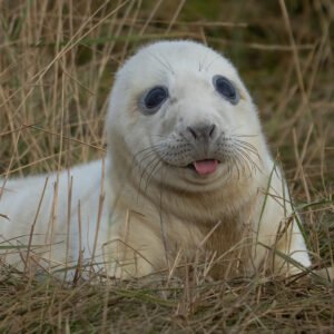 Cheeky Seal