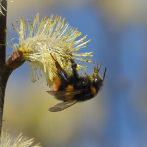 Bumble Bee hanging on
