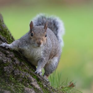 Grey Squirrel frozen in motion