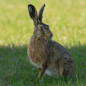 Hare on its best side