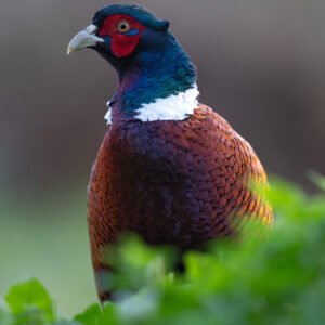 Pheasant