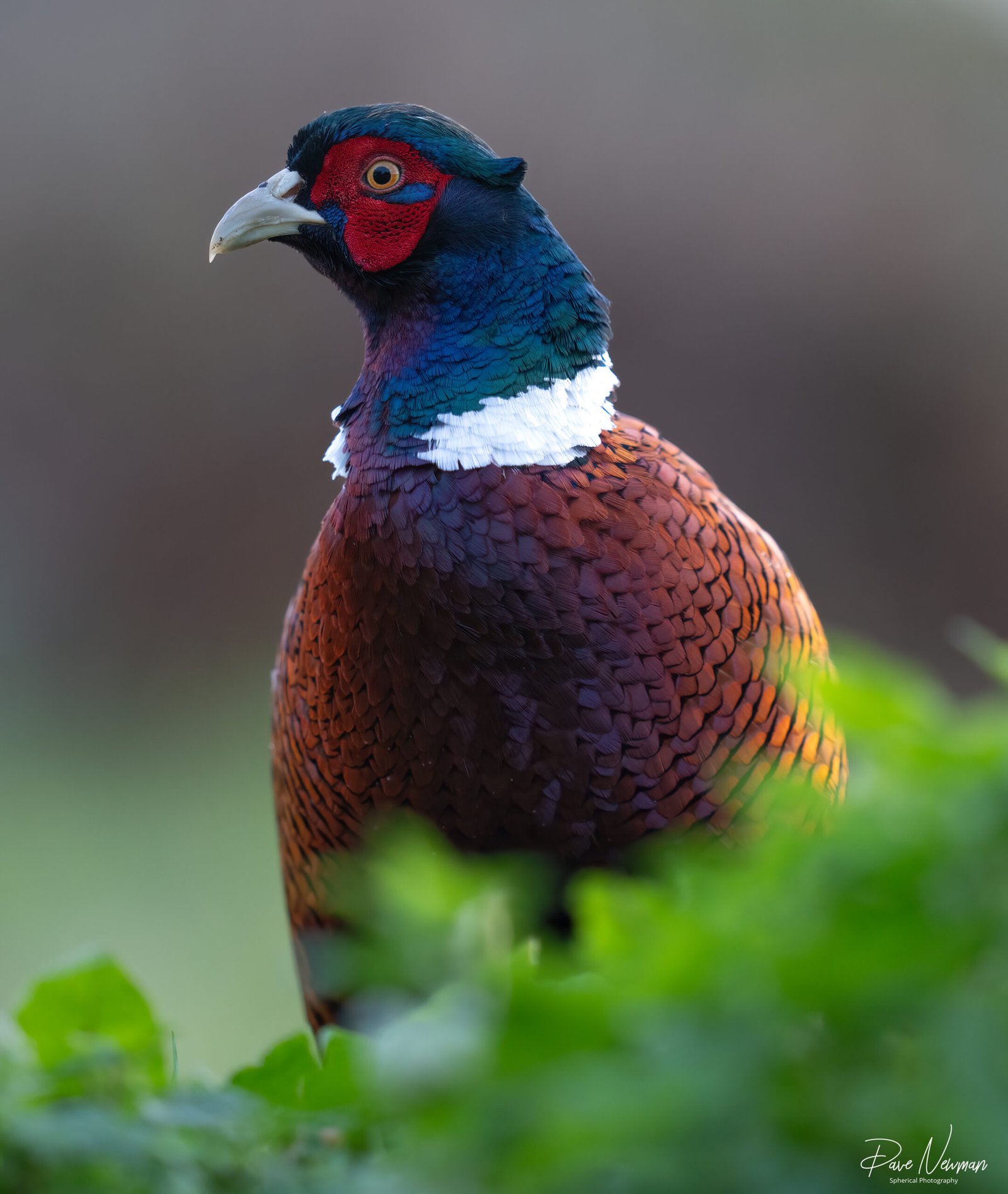 Pheasant