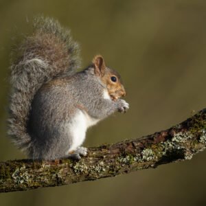 Grey Squirrel in Autumn Colours