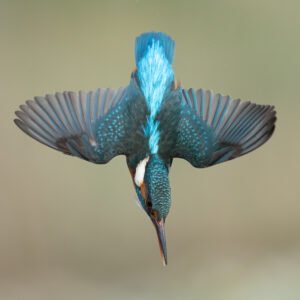 Diving Kingfisher Wings Open