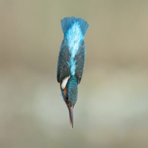 Diving Kingfisher