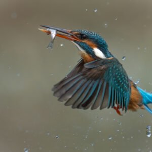 Female Kingfisher in flight