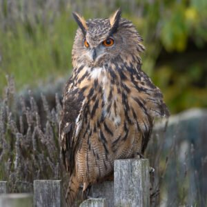 Eurasian Eagle Owl
