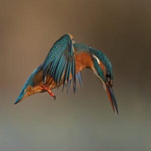 Hovering Kingfisher