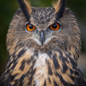 Eurasian Eagle Owl Portrait