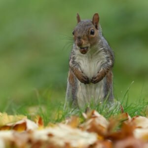 Grey Squirrel Standing up
