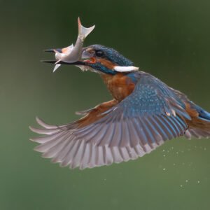 Male Kingfisher with his catch