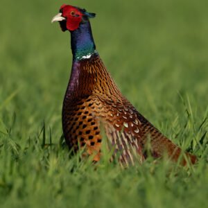 Pheasant Standing Tall