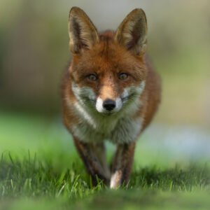 The Prowling Fox